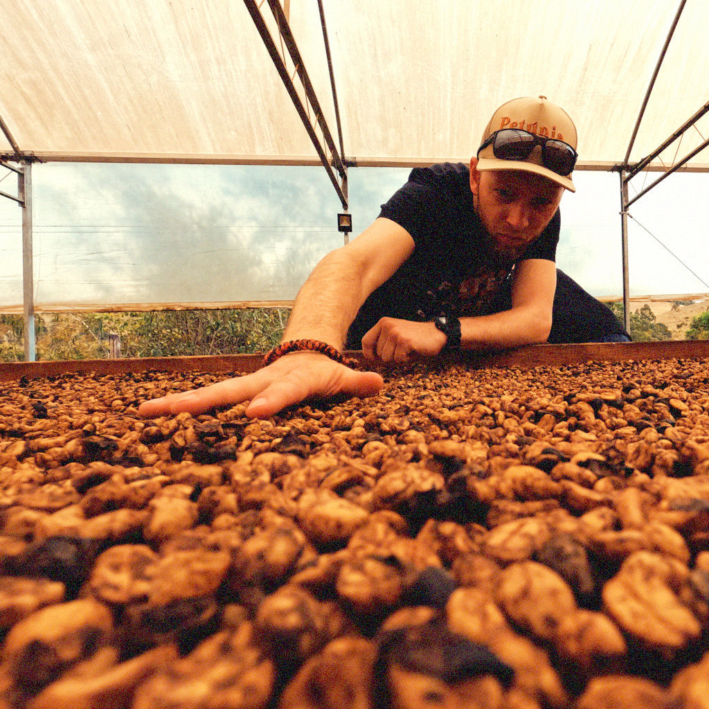 Kaffeekirsche, Fermentation, Rösten: Die Route zum perfekten Kaffeegeschmack